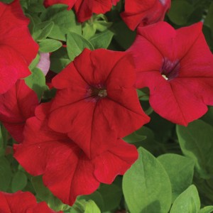 Petunia Lambada F1 Scarlet